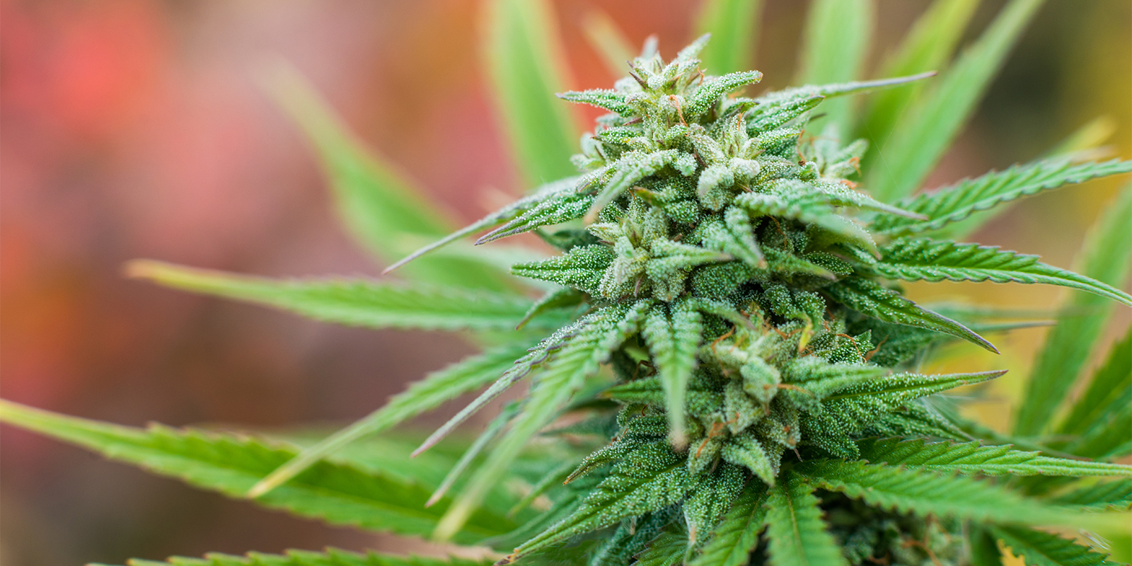 Consejos prácticos para cultivar en exterior en Francia Consejos prácticos para cultivar en exterior en Francia