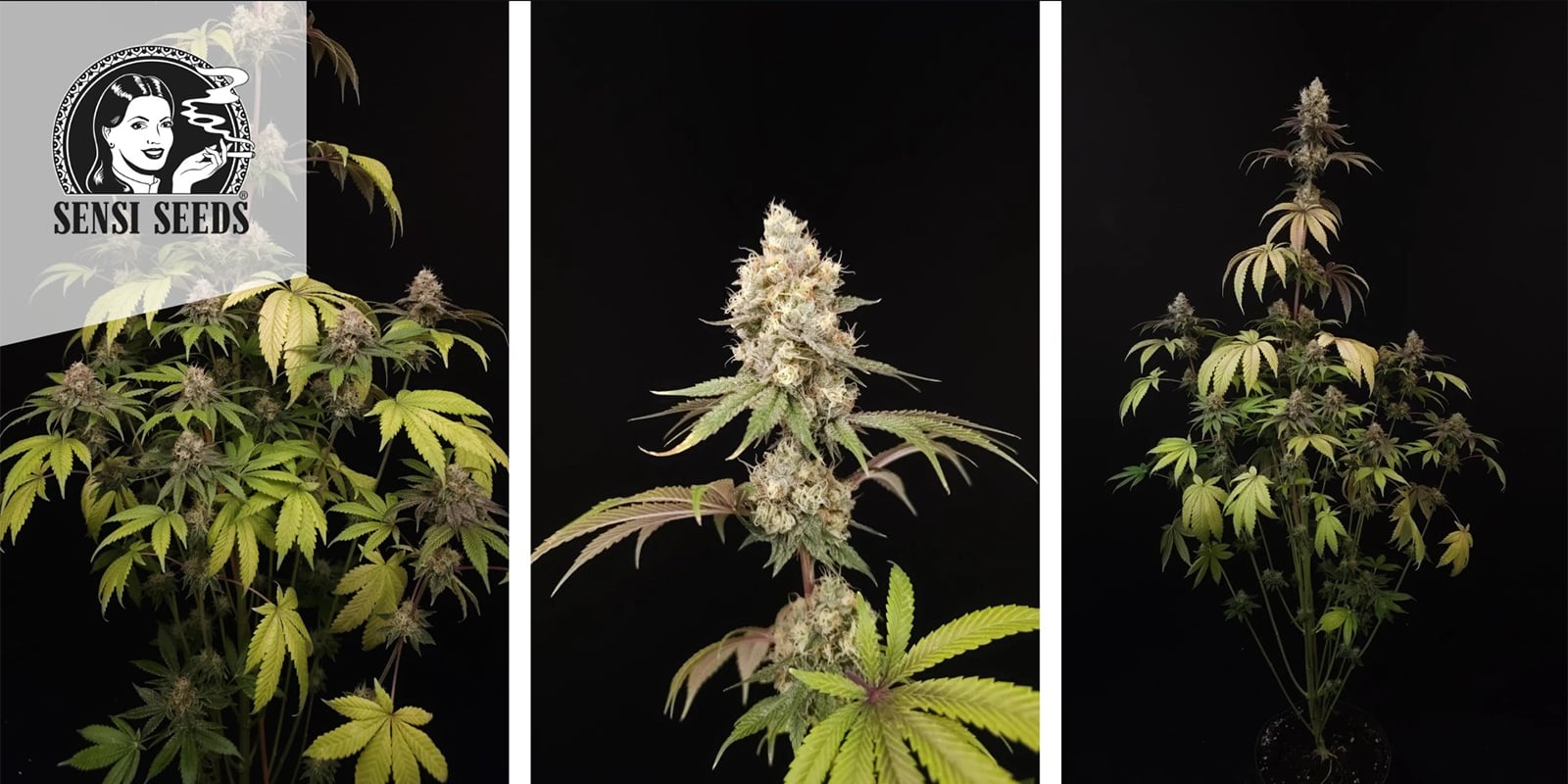 Super Skunk (Sensi Seeds) feminizada Super Skunk (Sensi Seeds) feminizada