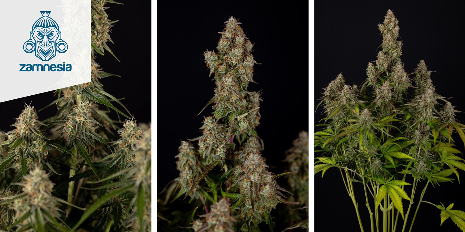 Wurlz F1 Autoflower (Zamnesia Seeds) feminizada Wurlz F1 Autoflower (Zamnesia Seeds) feminizada