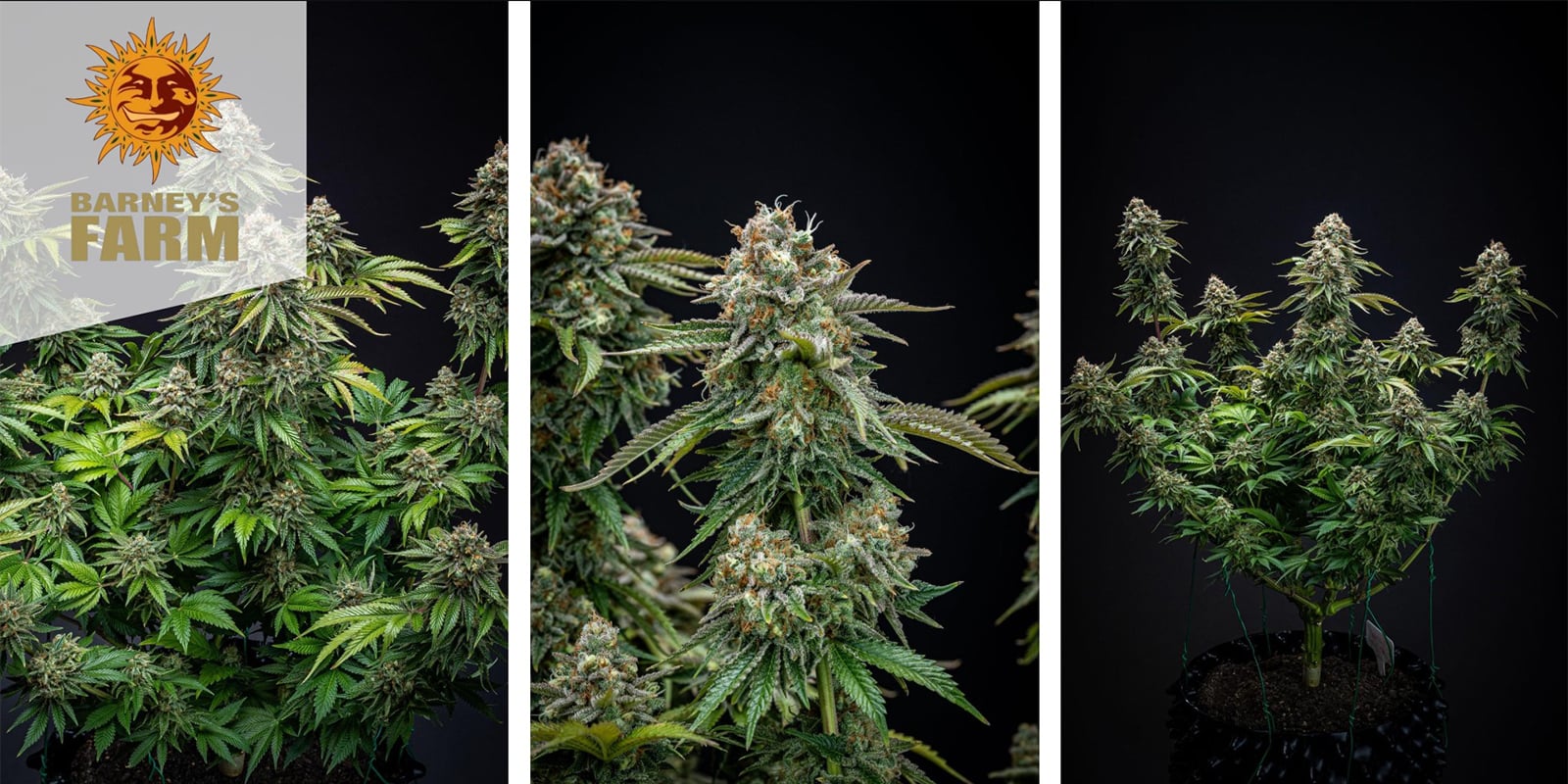 Zkittlez OG Auto (Barney's Farm) feminizada Zkittlez OG Auto (Barney's Farm) feminizada