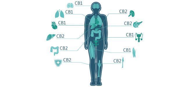 Cannabis Efectos Sobre Enfermos