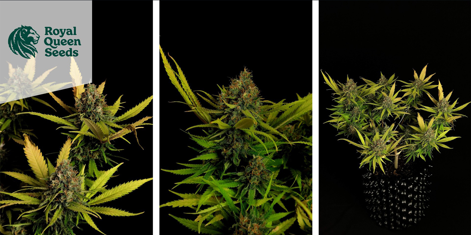 Critical feminizada (Royal Queen Seeds)