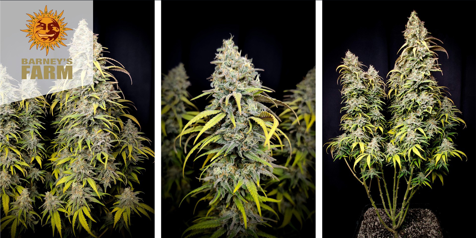 LSD feminizada (Barney&rsquo;s Farm)