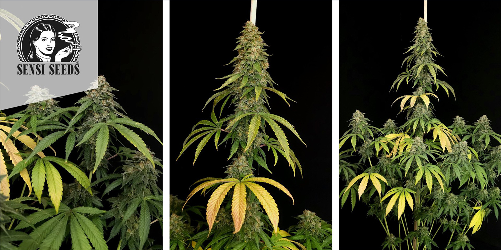 Shiva Skunk feminizada (Sensi Seeds)