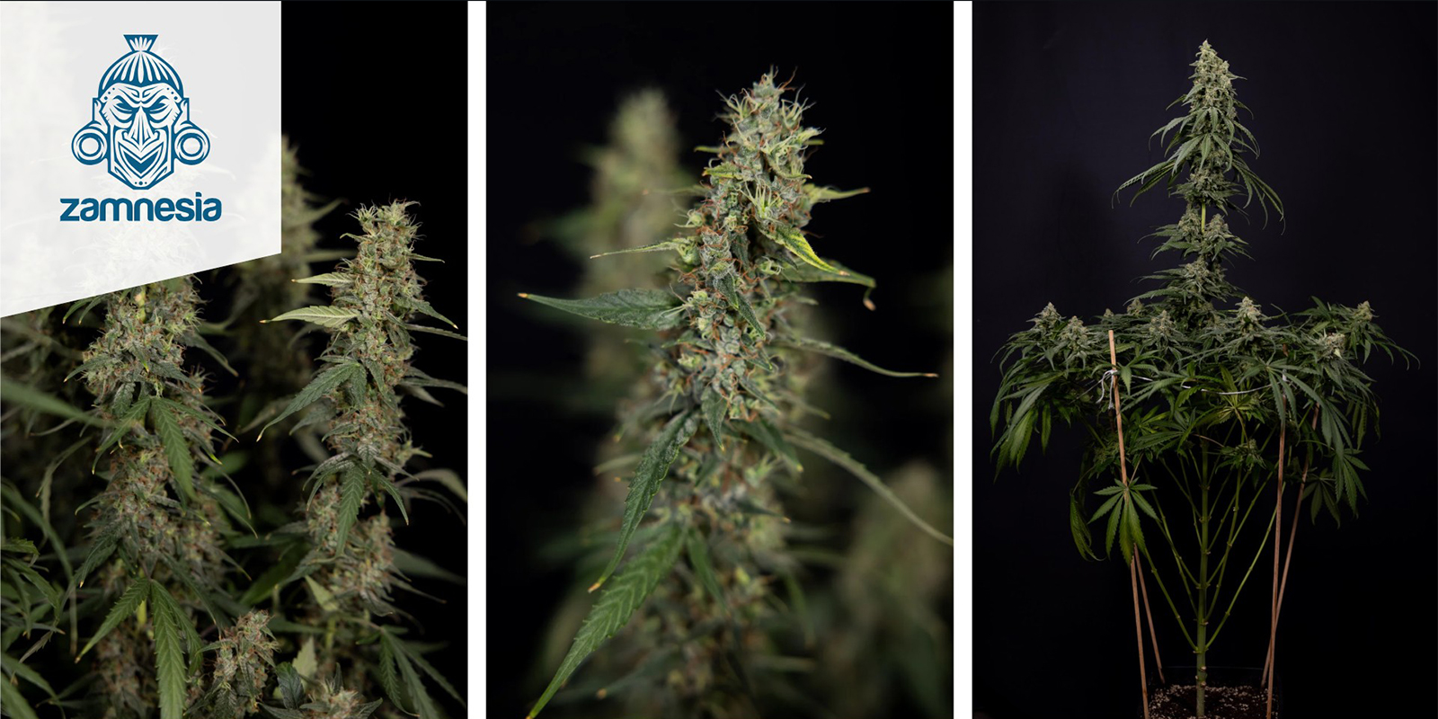 Tropicana Cookies feminizada (Zamnesia Seeds)