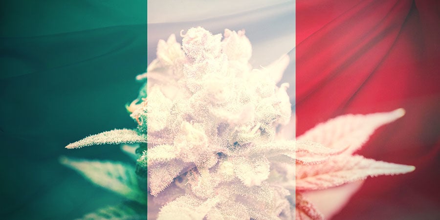 CÓMO ELEGIR LAS VARIEDADES DE CANNABIS ADECUADAS EN ITALIA