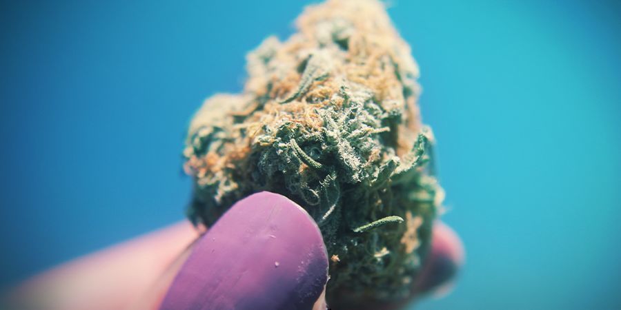 Cannabis Cuanto Más Pegajosa, Mejor