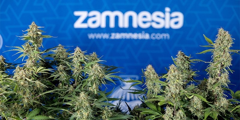 Green Cure CBD F1 Auto feminizada