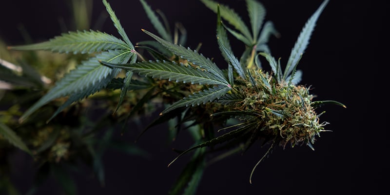Cosmos F1 CBD Auto feminizada