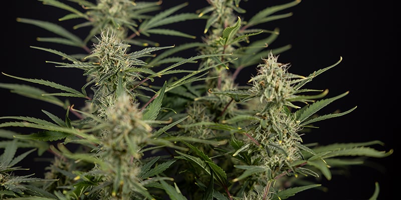 CBD Auto 20:1 feminizada
