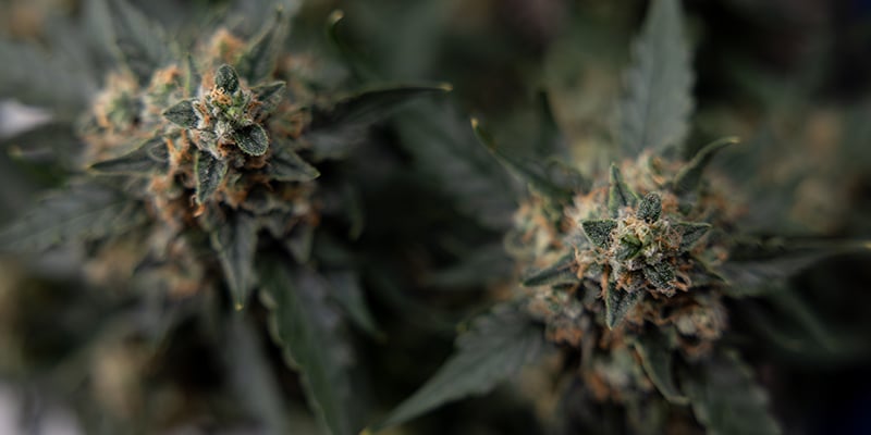 Honey Peach Auto CBD feminizada