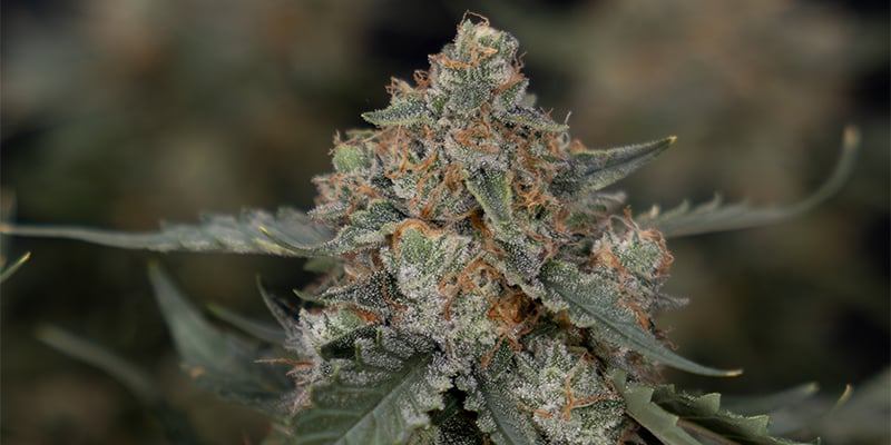 Sir Jack Auto Pure CBD feminizada