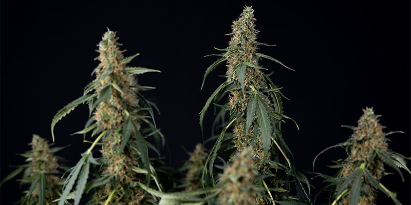 CBD ACDC feminizada