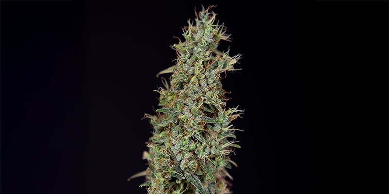 Kush'N'Cookies CBD feminizada