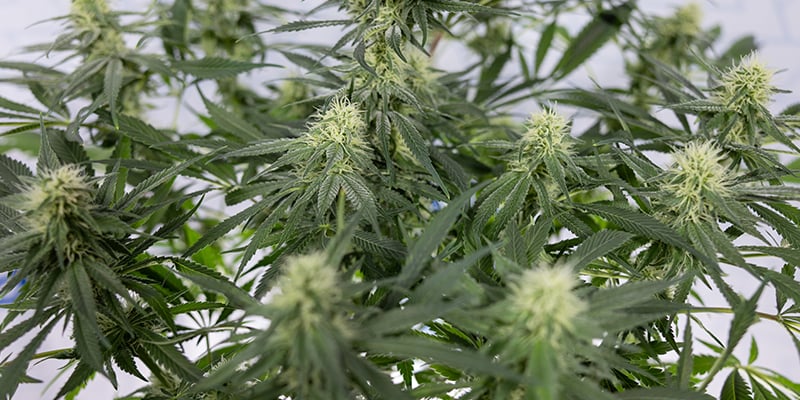 CBD Fix Auto feminizada