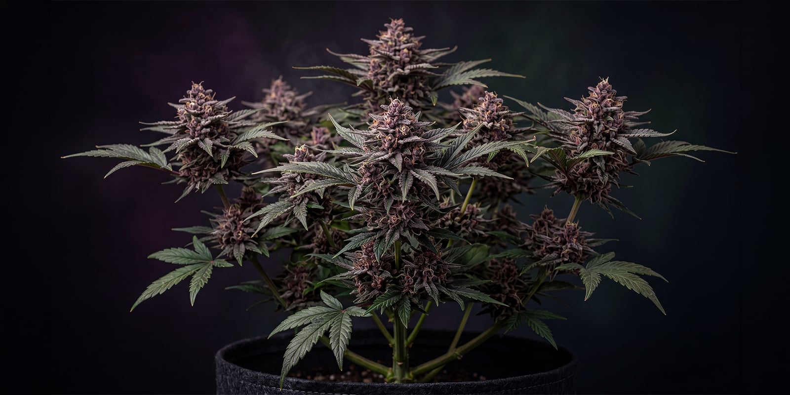 CBD Auto Blackberry Kush feminizada