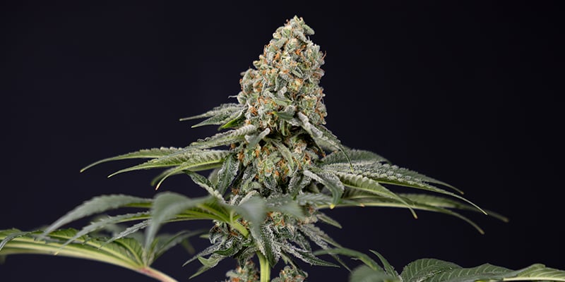 TNT Kush CBD feminizada