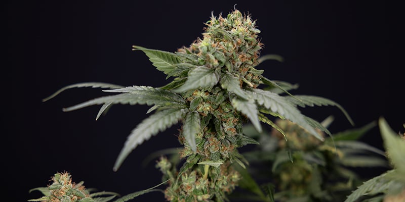 C&oacute;mo elegir la variedad de CBD adecuada para tu montaje