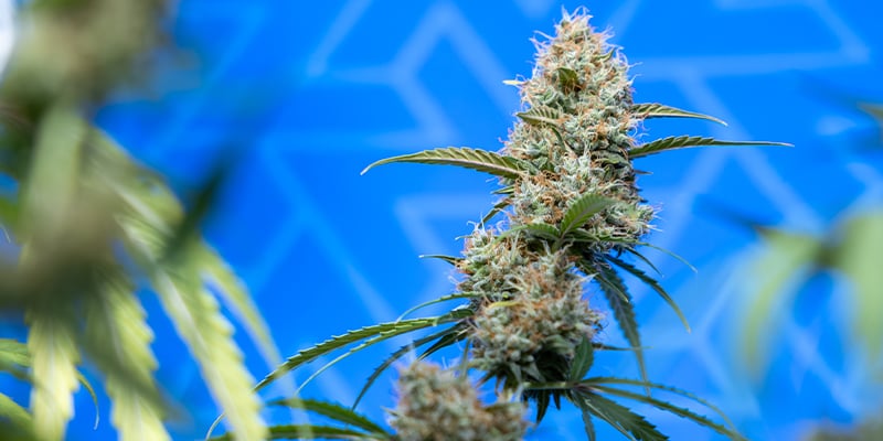 C&oacute;mo elegir la variedad de CBD adecuada para tu montaje El espacio es el primer filtro: las autoflorecientes compactas y los cultivares naturalmente bajos encajan mejor en armarios de cultivo peque&ntilde;os, rincones discretos y balcones, mientras que las fotoperi&oacute;dicas m&aacute;s grandes tienen m&aacute;s sentido cuando puedes entrenarlas y llenar una copa m&aacute;s amplia. El nivel de experiencia tambi&eacute;n importa. Los principiantes suelen beneficiarse m&aacute;s de gen&eacute;ticas agradecidas y una nutrici&oacute;n sencilla que de fenotipos delicados.  Las autoflorecientes se rigen por la edad, as&iacute; que no tendr&aacute;s que cambiar los horarios de luz, y son perfectas para ciclos r&aacute;pidos y f&aacute;ciles de manejar. Las fotoperi&oacute;dicas tardan m&aacute;s, pero te dan control sobre el tiempo de crecimiento vegetativo, la recuperaci&oacute;n y el entrenamiento. El nivel de CBD conviene elegirlo con intenci&oacute;n; busca un rango que realmente vayas a aprovechar, en lugar de perseguir la cifra m&aacute;s alta. Al final, las mejores semillas CBD son las que encajan con tu espacio, tu rutina y tu nivel de confianza.  Encuentra la variedad de CBD perfecta para ti