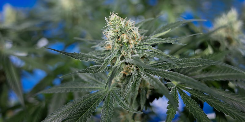 &iquest;Qu&eacute; hace que una variedad de CBD sea buena para cultivar en casa?