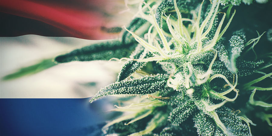 Las Mejores Cepas De Cannabis Para Cultivar En Exterior En Holanda