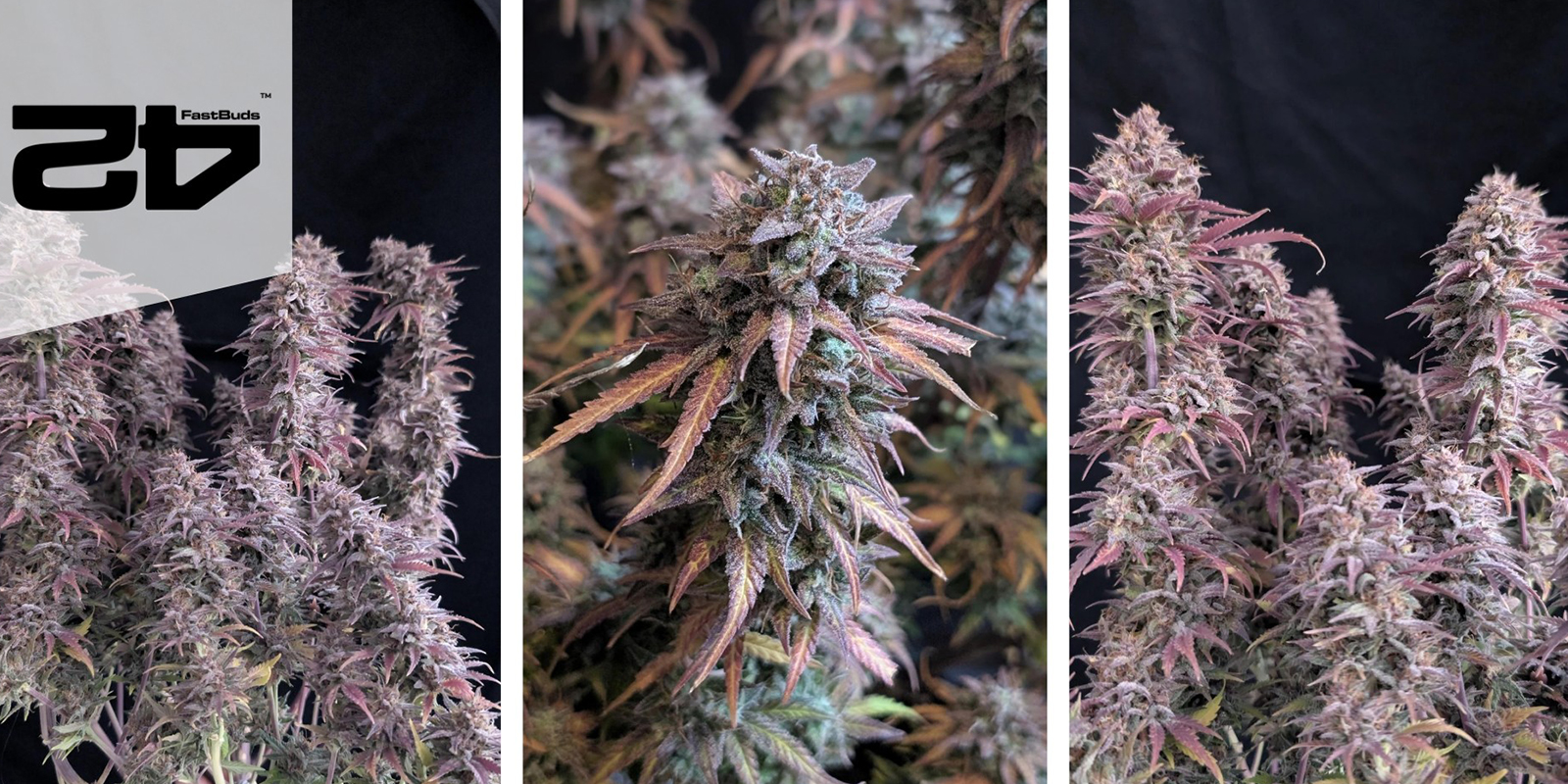 Banana Purple Punch Auto (FastBuds) feminizada Banana Purple Punch Auto (FastBuds) feminizada