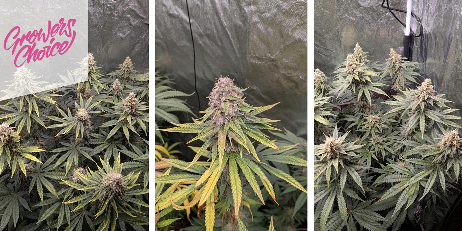 Gelato 41 (Growers Choice) feminizada Gelato 41 (Growers Choice) feminizada