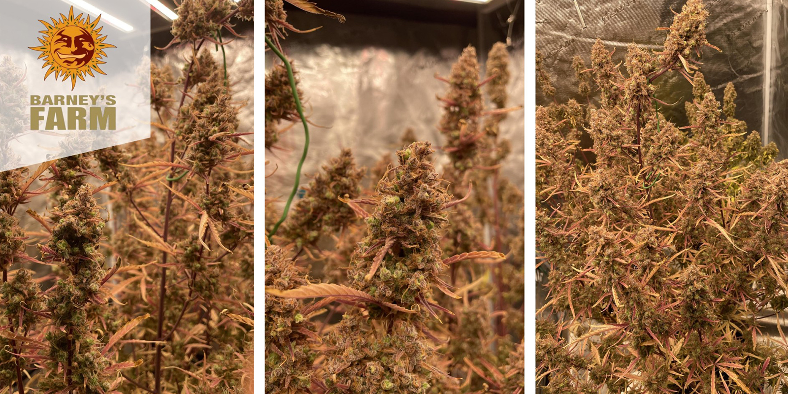 Mimosa x Orange Punch (Barney's Farm) feminizada Mimosa x Orange Punch (Barney's Farm) feminizada