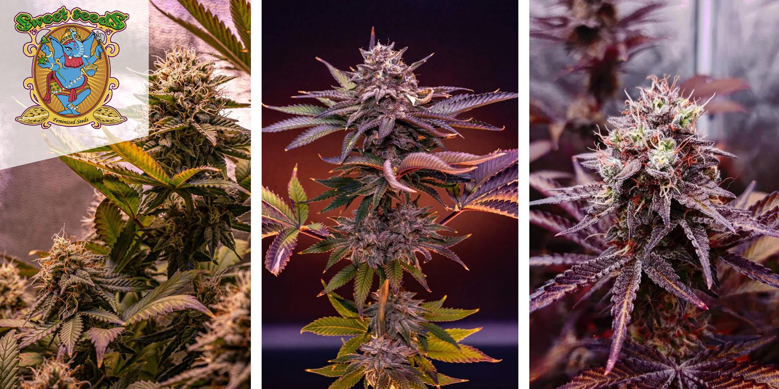 Sweet Mandarine Zkittlez F1 Fast Version (Sweet Seeds) feminizada Sweet Mandarine Zkittlez F1 Fast Version (Sweet Seeds) feminizada