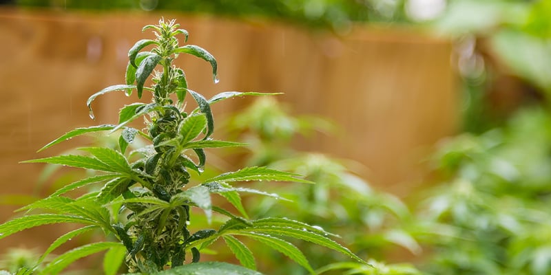 Cultiva en exterior con confianza en el clima holandés