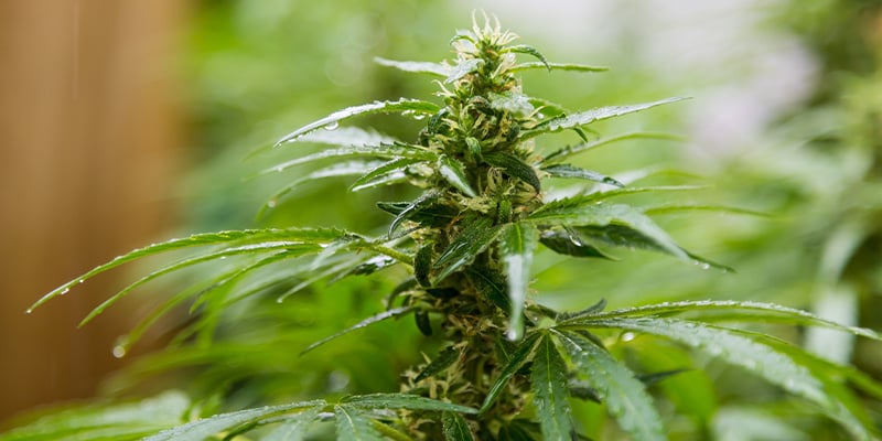 El clima holandés: Cultiva marihuana fuerte y saludable en exterior