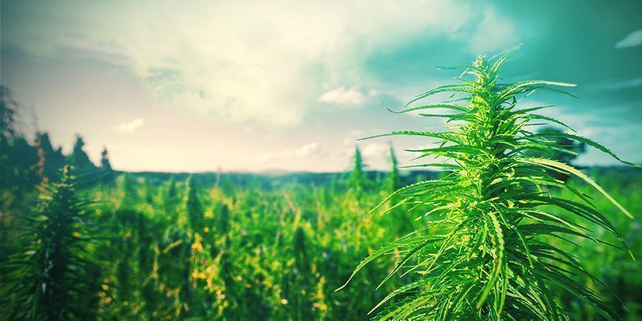 Consejos Para Cultivar Marihuana En Holanda