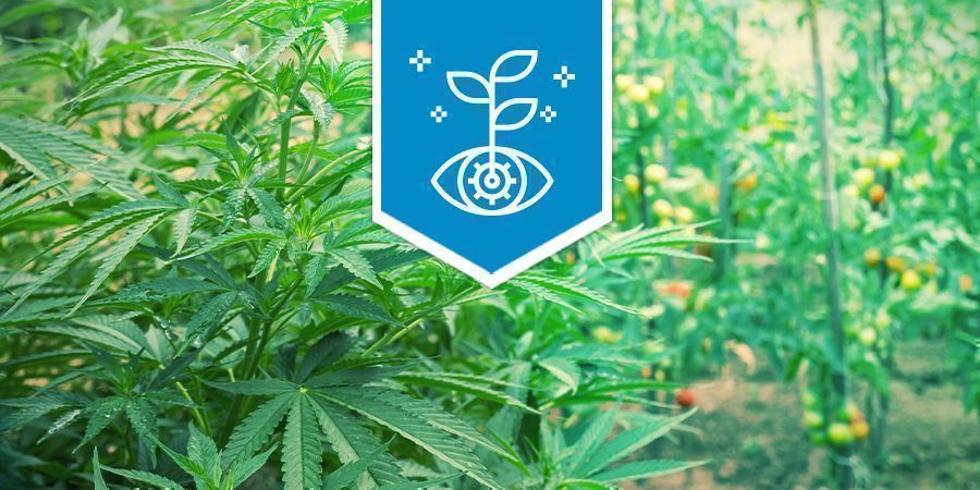 Cannabis Como Cultivo Asociado