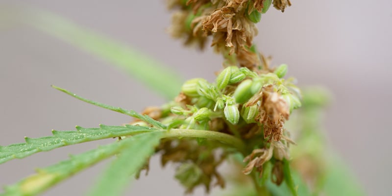 Aplicaciones avanzadas para cultivadores expertos