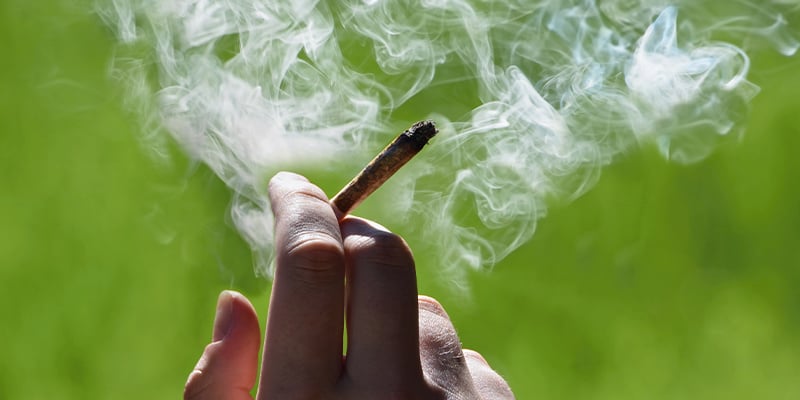 ¿Se pueden fumar las plantas de marihuana macho?
