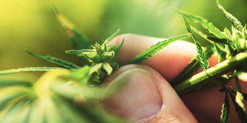 Cómo identificar una planta de marihuana macho