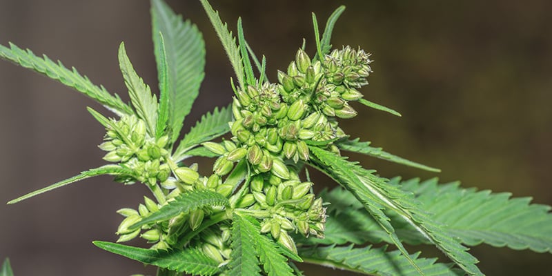 Beneficios de las plantas de marihuana macho: Preguntas frecuentes
