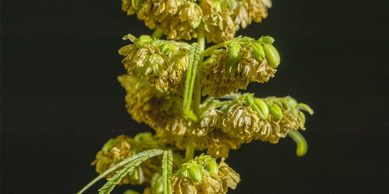 Las plantas de marihuana macho tienen muchos más usos