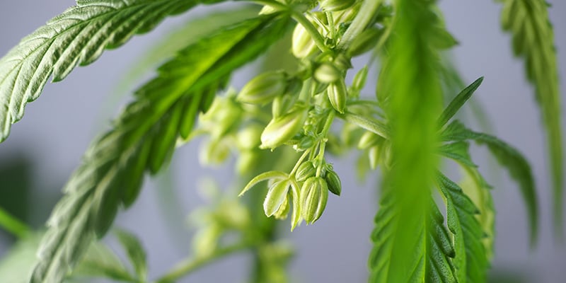 Utilidades de las plantas macho de marihuana