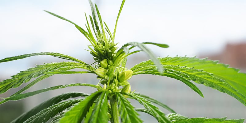Qué NO hacer con las plantas macho