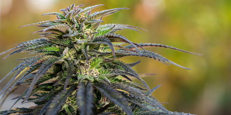 Ghost Train Haze Automatic de Zamnesia Seeds