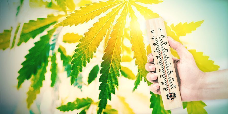 Cultivo De Cannabis En El Clima Español