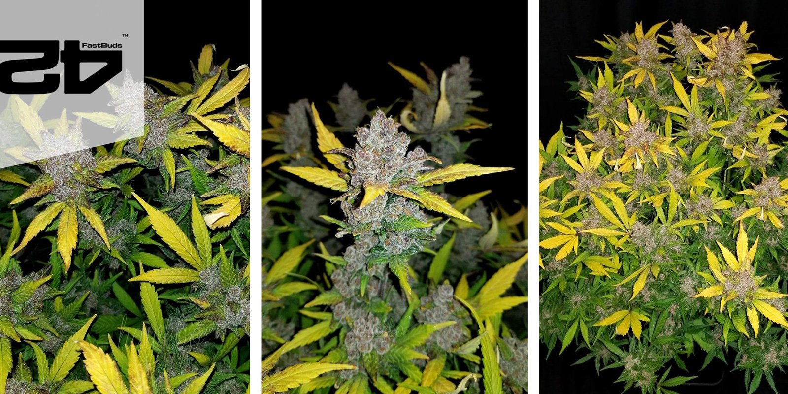 Fastberry Auto (FastBuds)