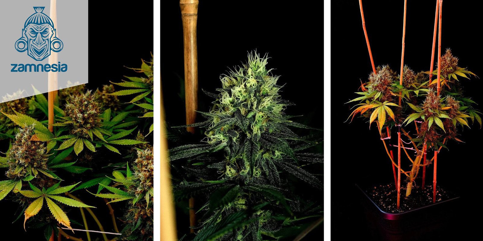 Kalini Asia (Zamnesia Seeds)