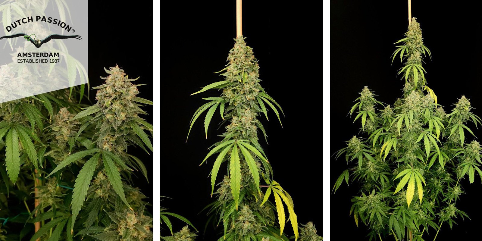 Northern Lights Auto (Dutch Passion)