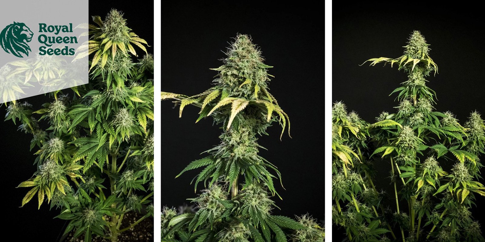 Royal Gorilla (Royal Queen Seeds)