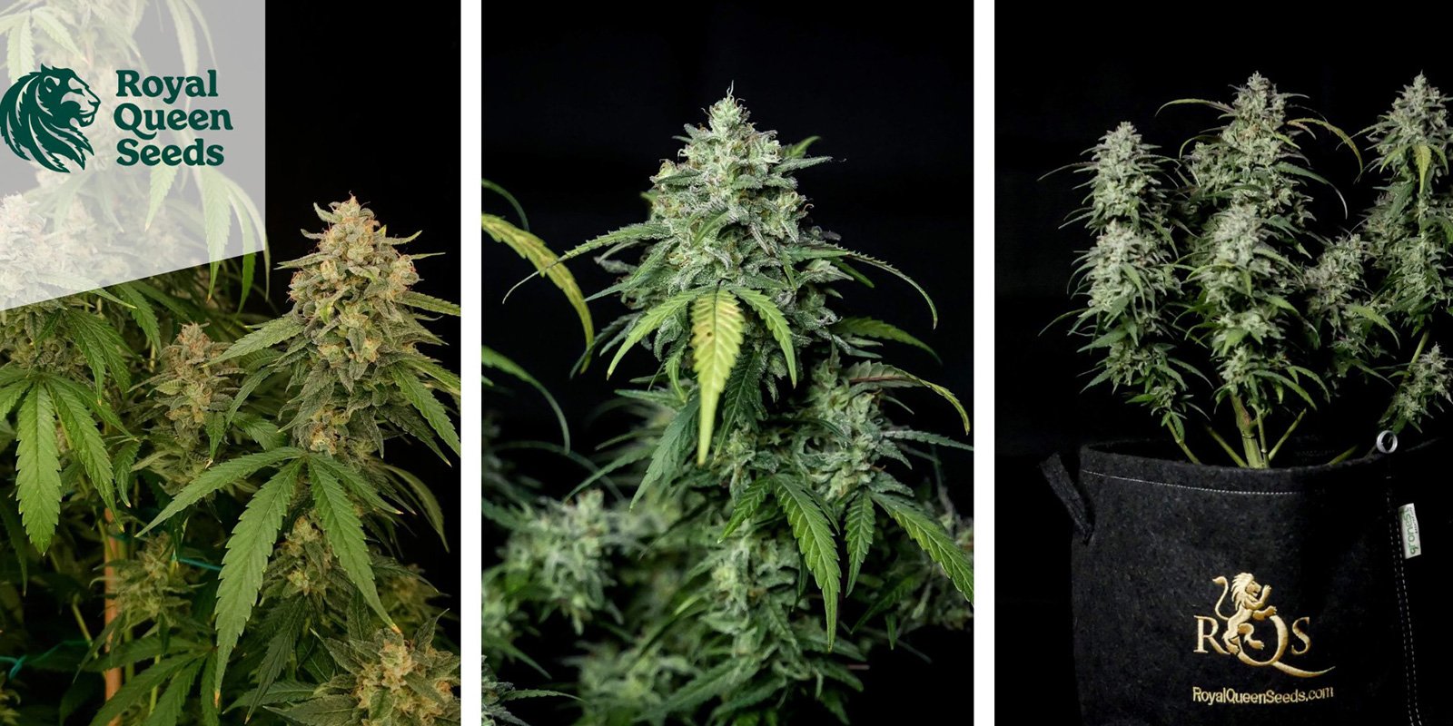 Special Queen 1 (Royal Queen Seeds)