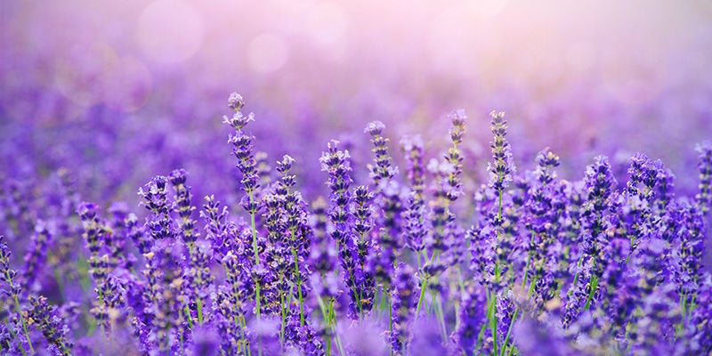 LAVANDA Y MENTA