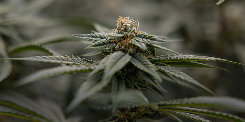 Lemon Cherry Gelato (Zamnesia Seeds)