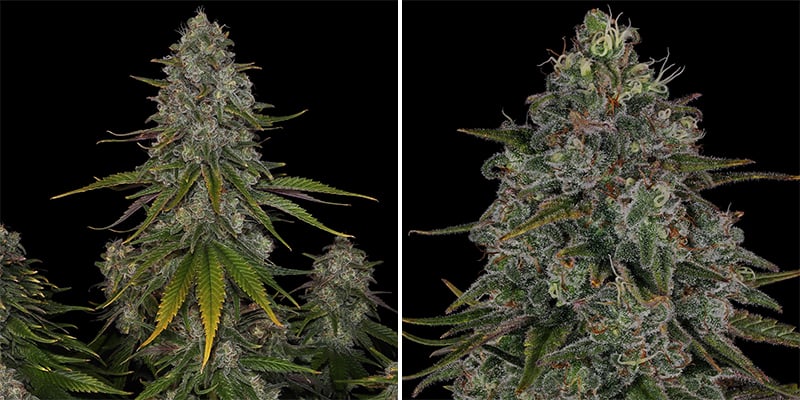 Strawberry Cough (Dutch Passion)